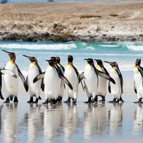 Penguin_Parade