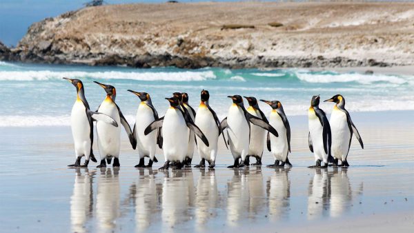 Penguin_Parade