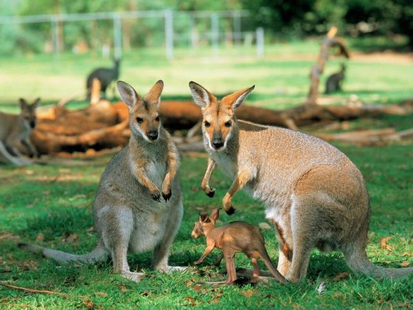 Phillip_Island_Wildlife_Park