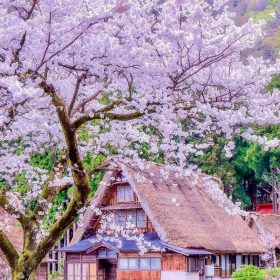 Làng Shirakawago