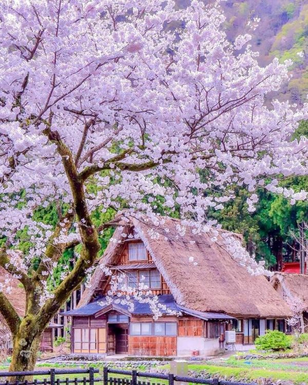 Làng Shirakawago